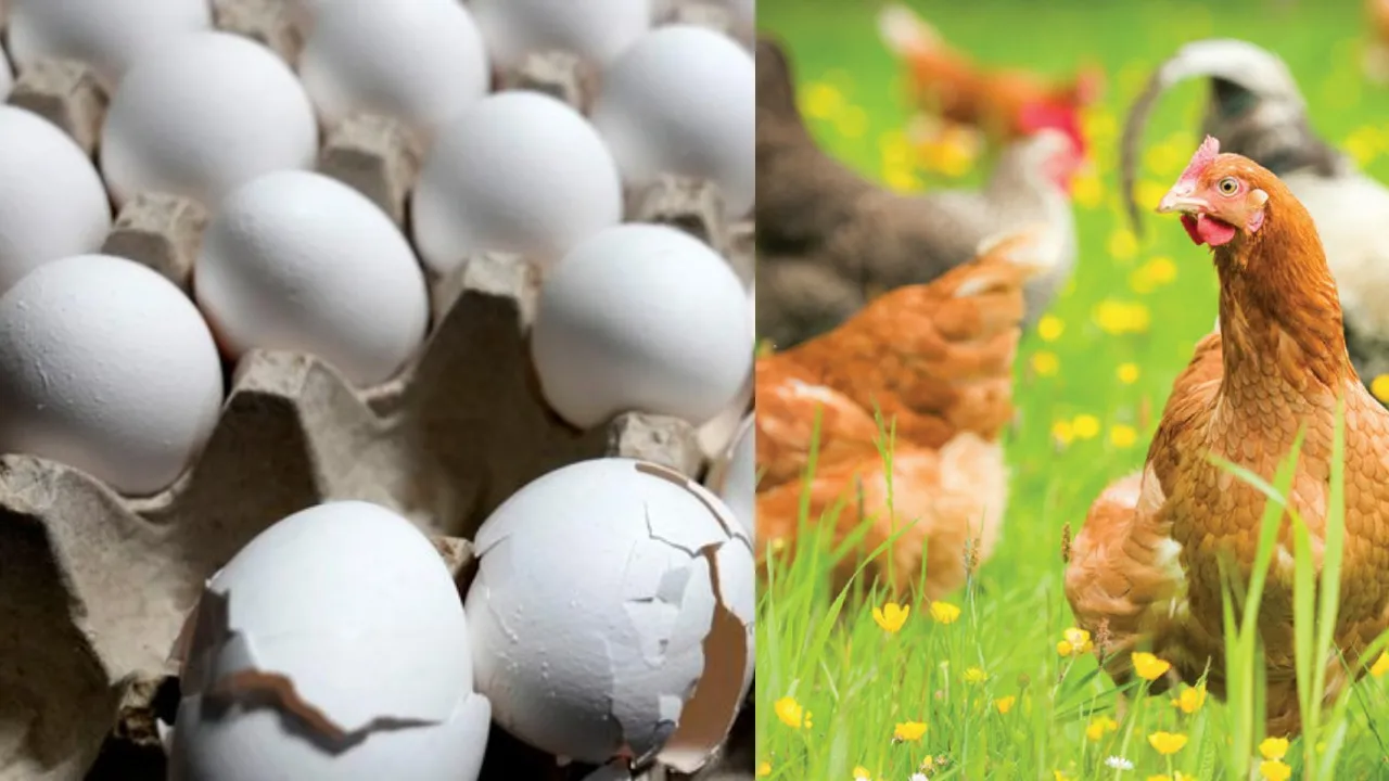 Egg prices