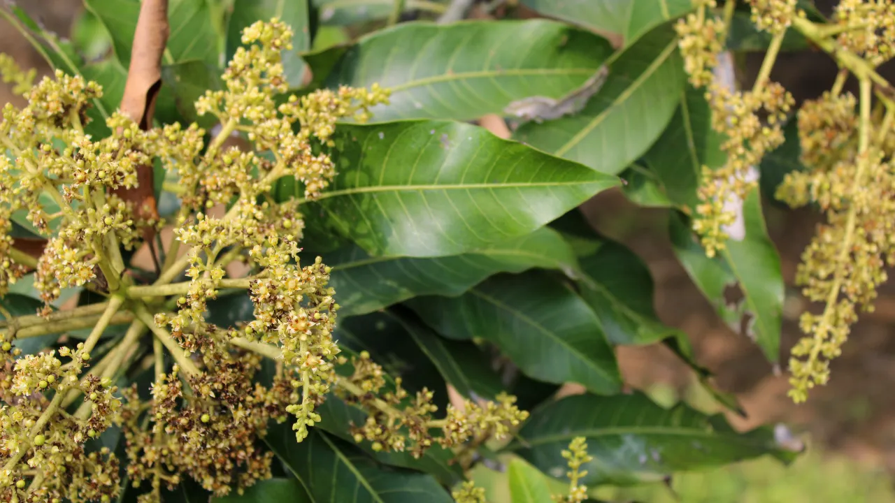 Mango flowers and immature fruit.