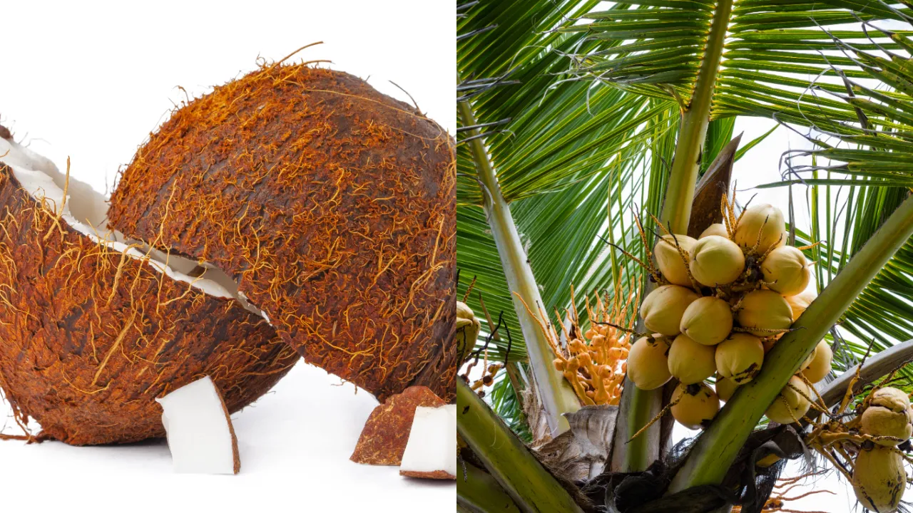 coconut flower
