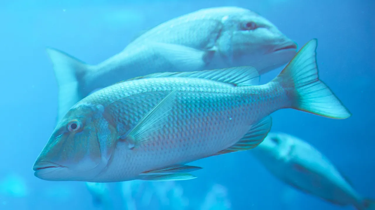 Fish