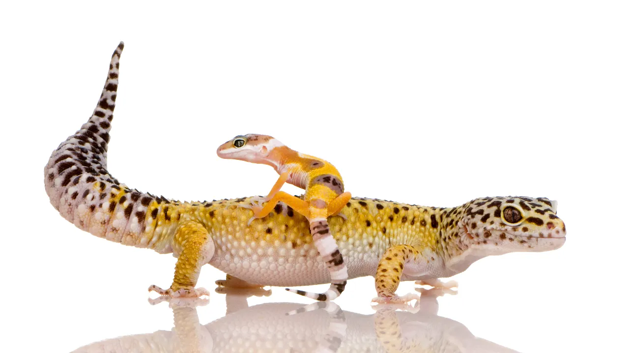 Lizards 