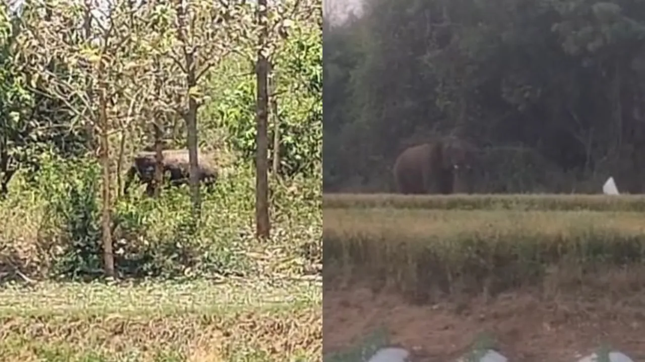 elephant attack