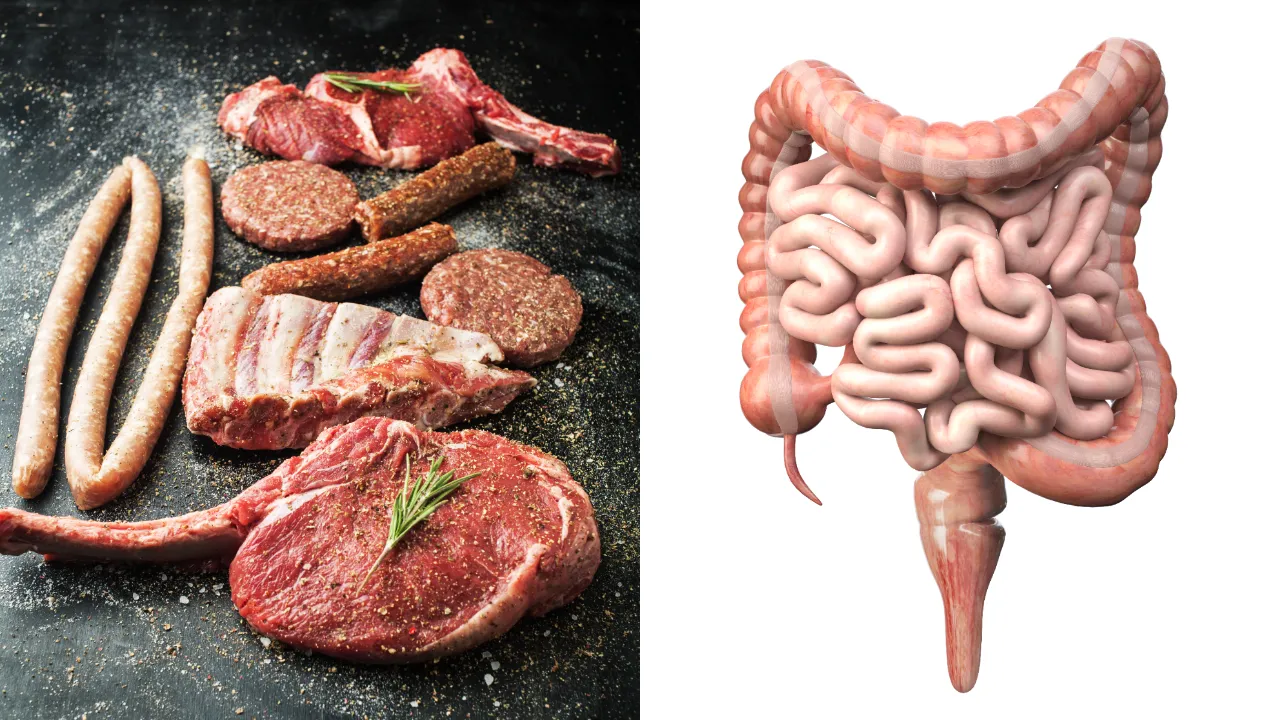 Intestines