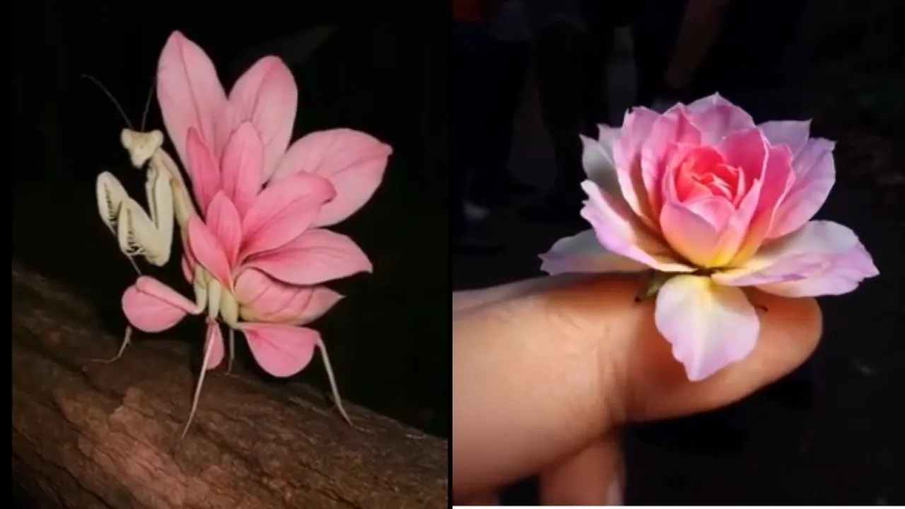 orchid mantis looks like flower