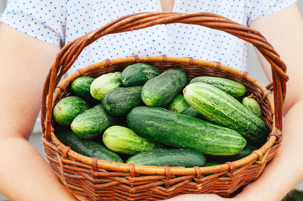 Cucumber