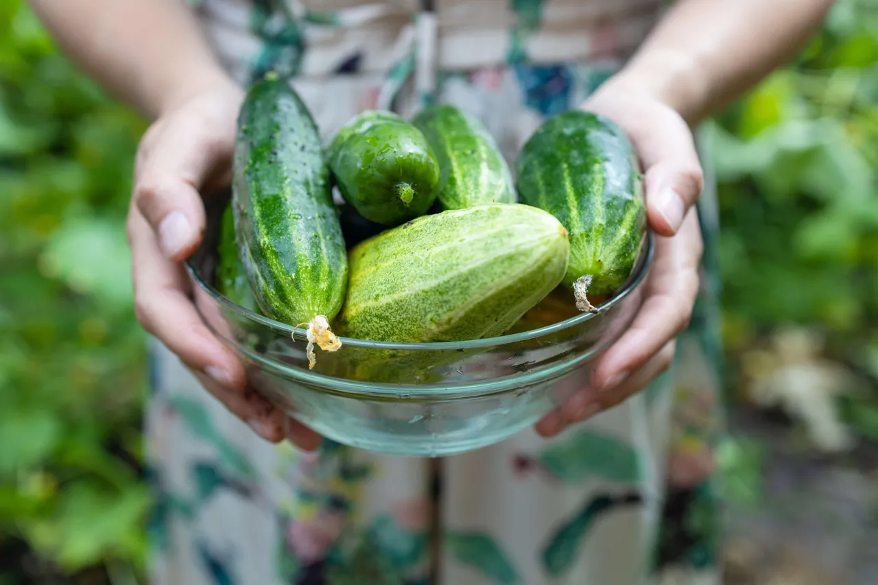 Cucumber