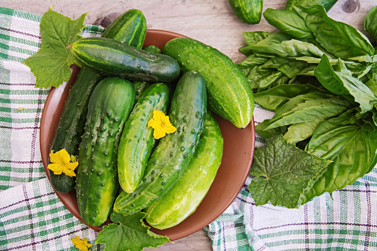 Cucumber