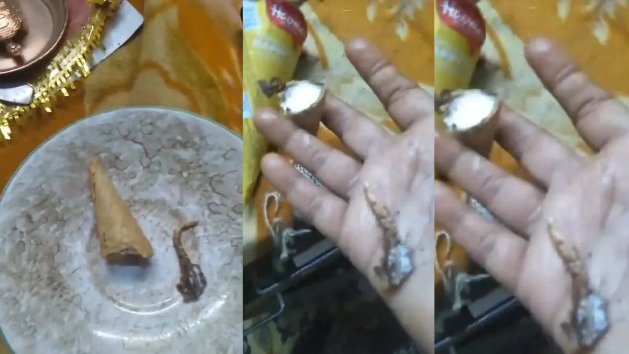 Lizard Tail In Ice Cream In Gujarat Ahmedabad