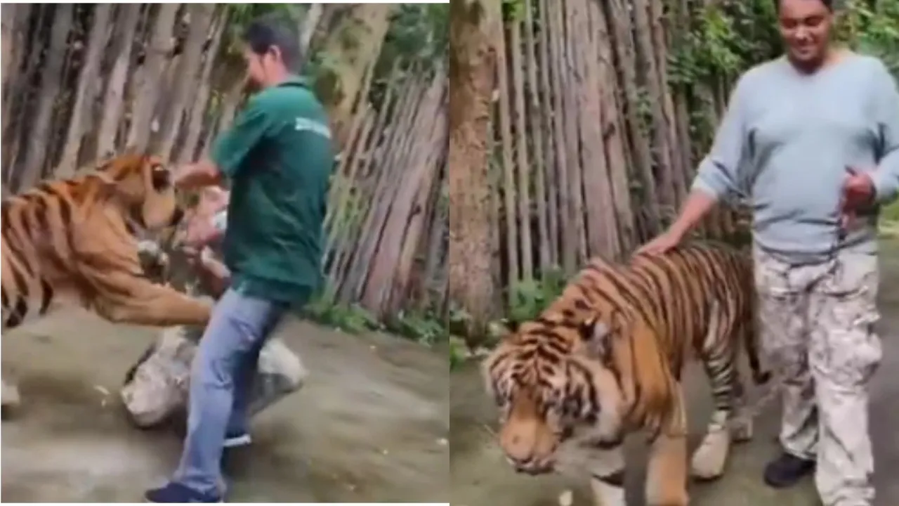 Indian man attacked by tiger while taking selfie in terrifying video from Phuket
