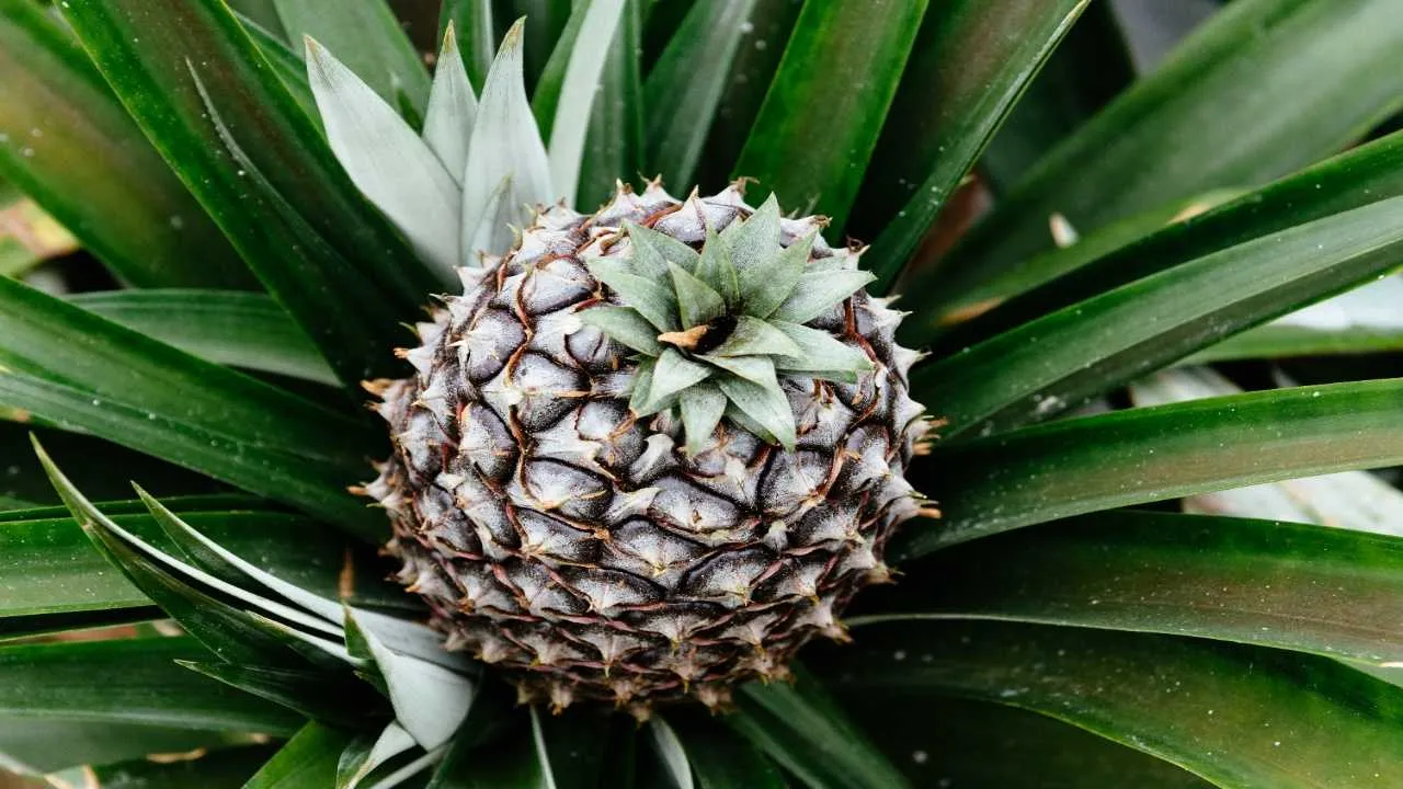Pineapple