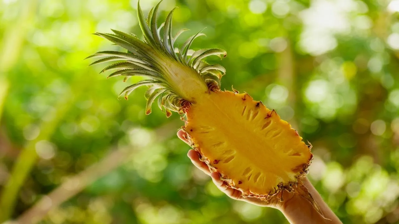 Pineapple