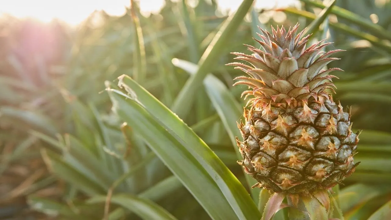 Pineapple