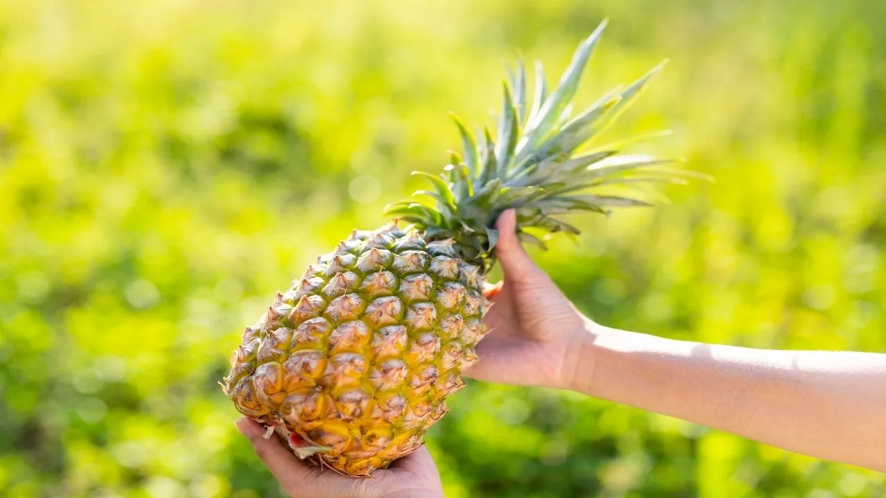Pineapple