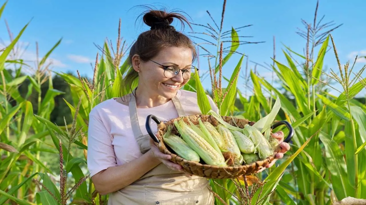 Corn