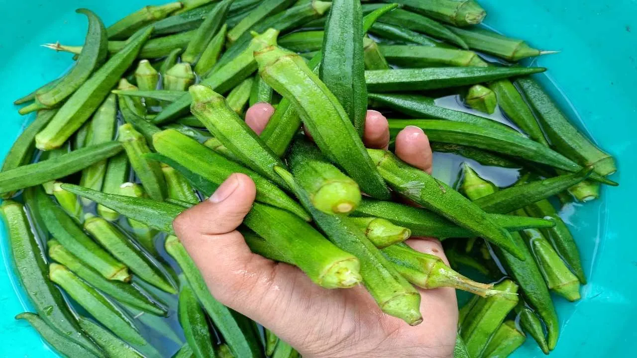 Okra
