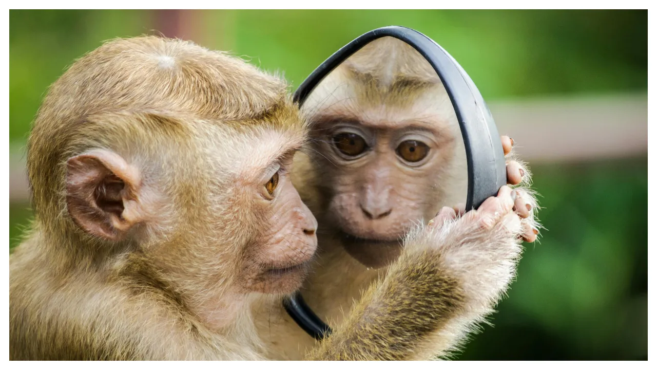 Monkey snatches purse