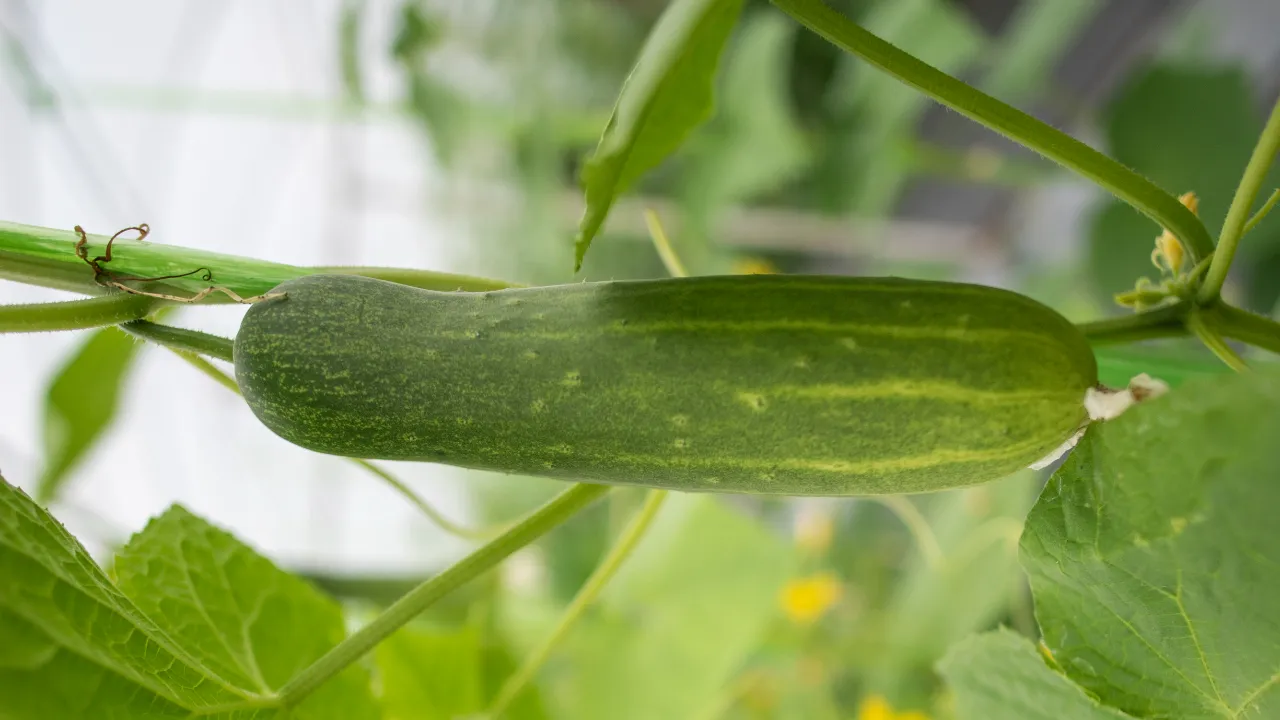 Cucumber Benefits