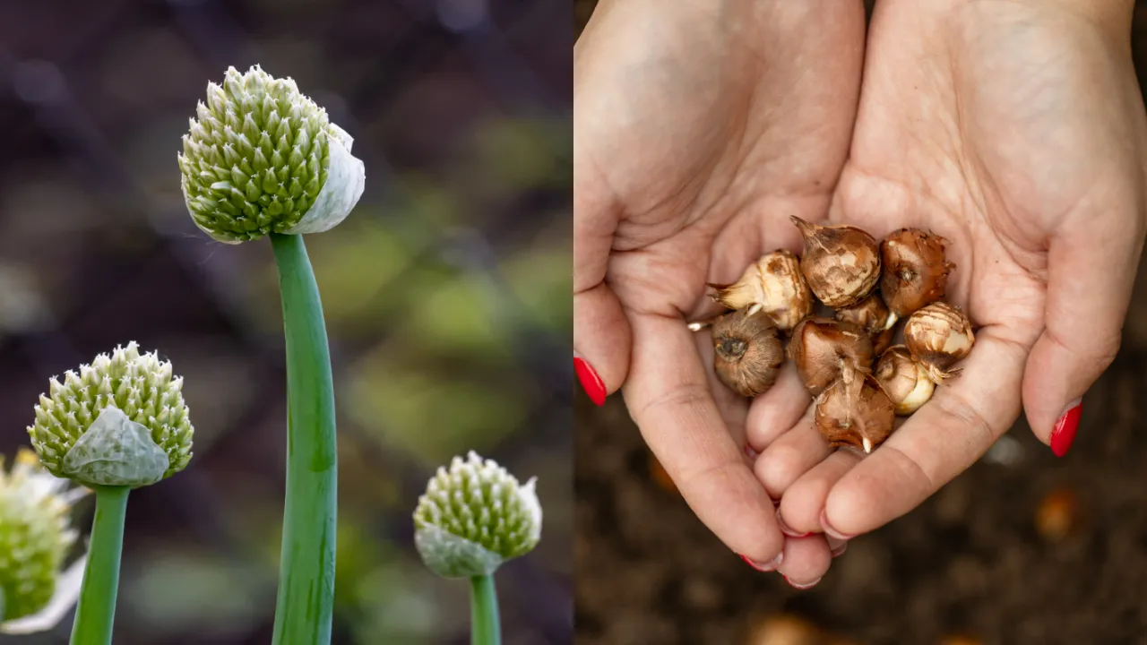 Mountain Garlic