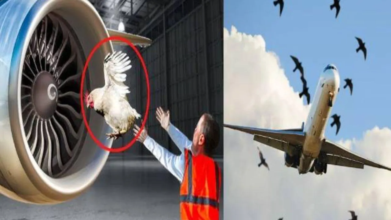 Bird Strike Tests