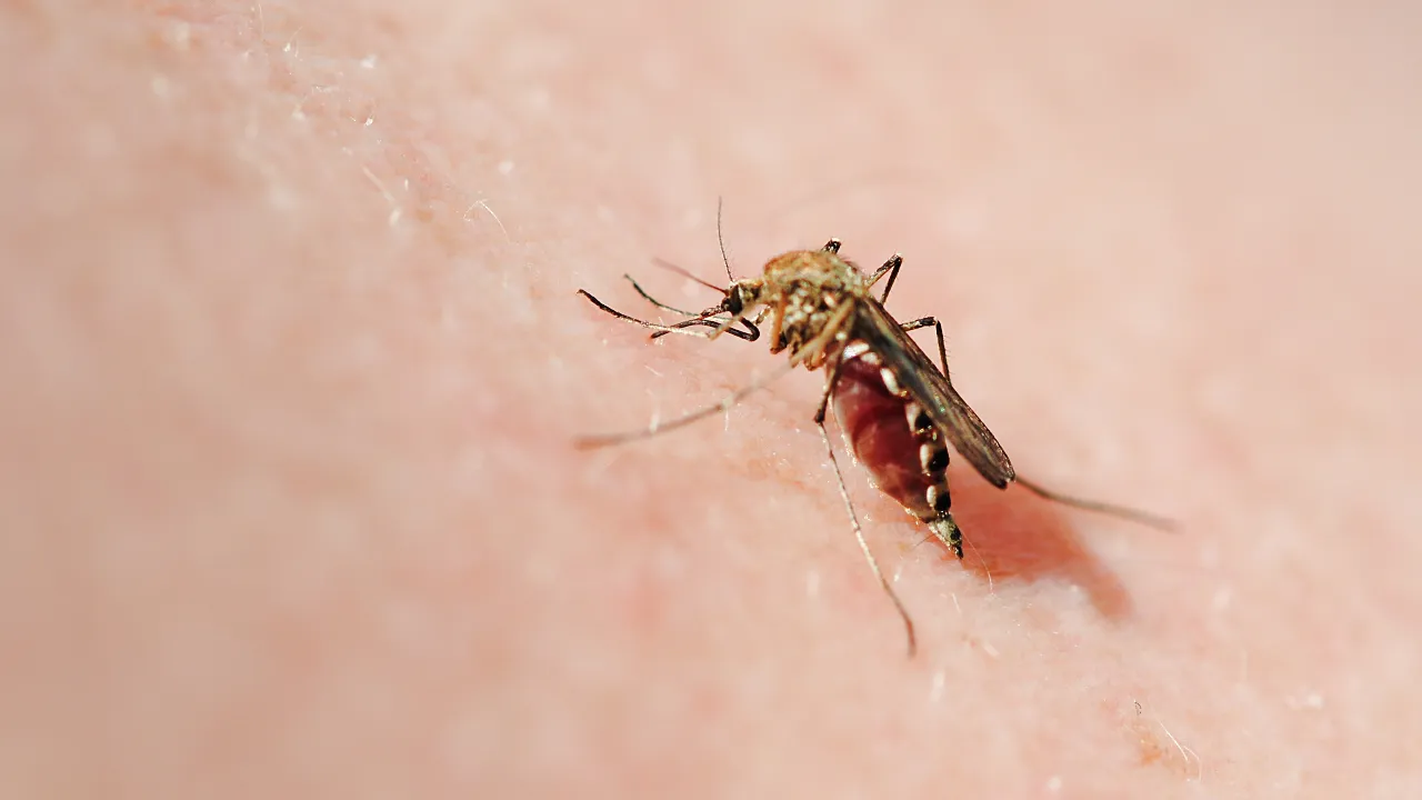 mosquitoes
