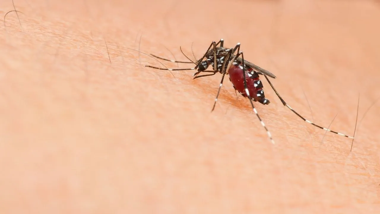 Dengue