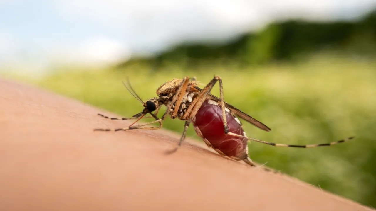 Dengue
