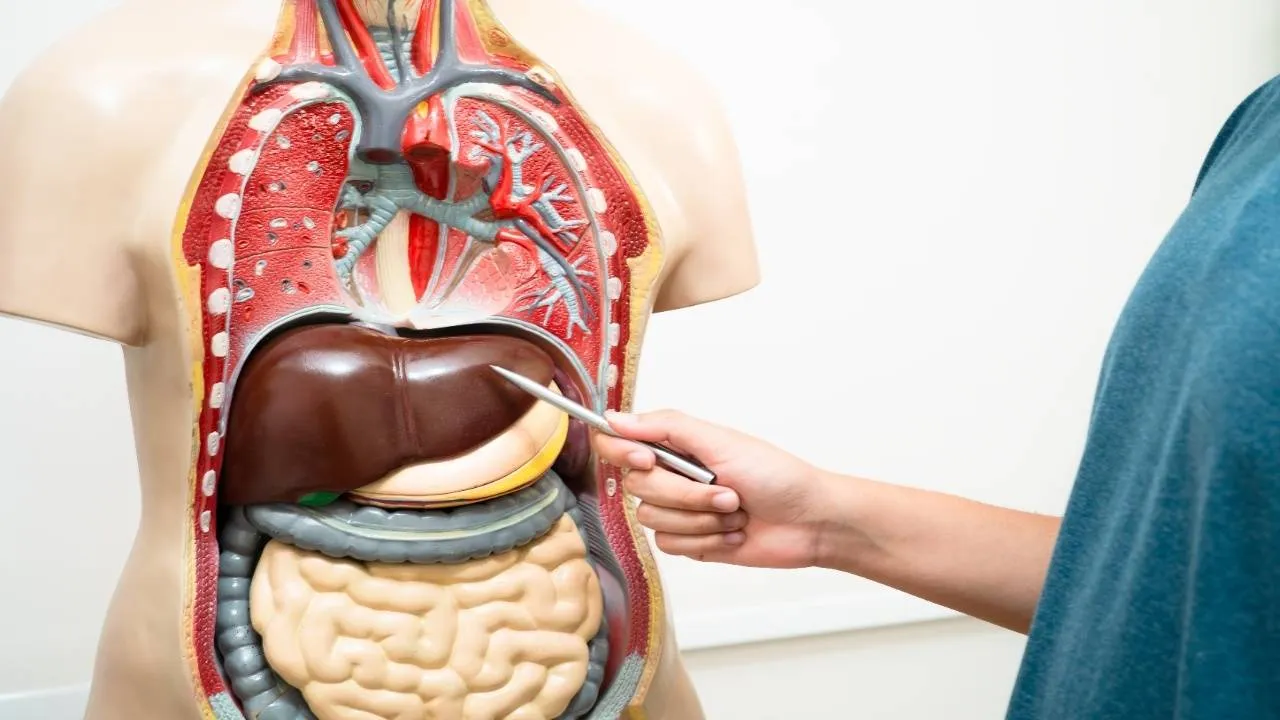 liver2