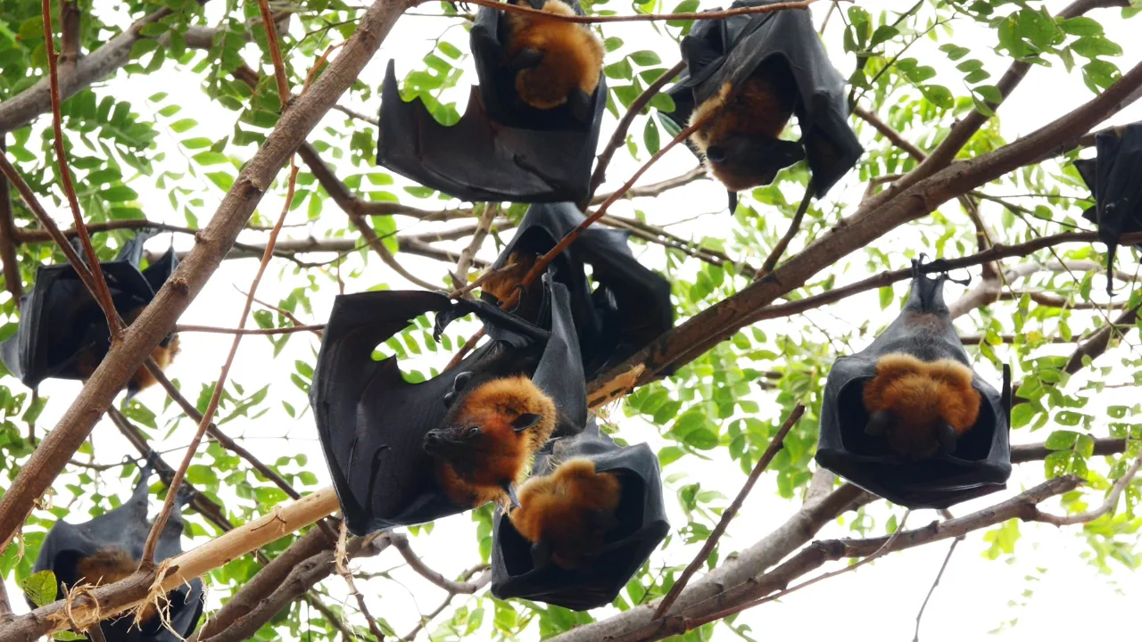 Bats