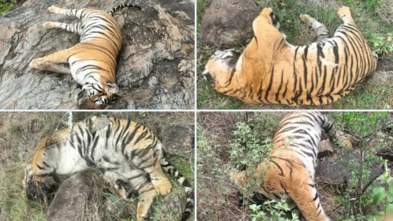 Five tigers die