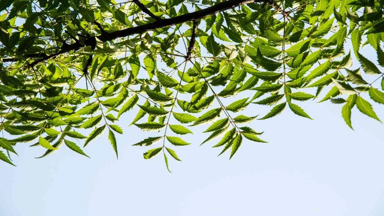 neemleaves1