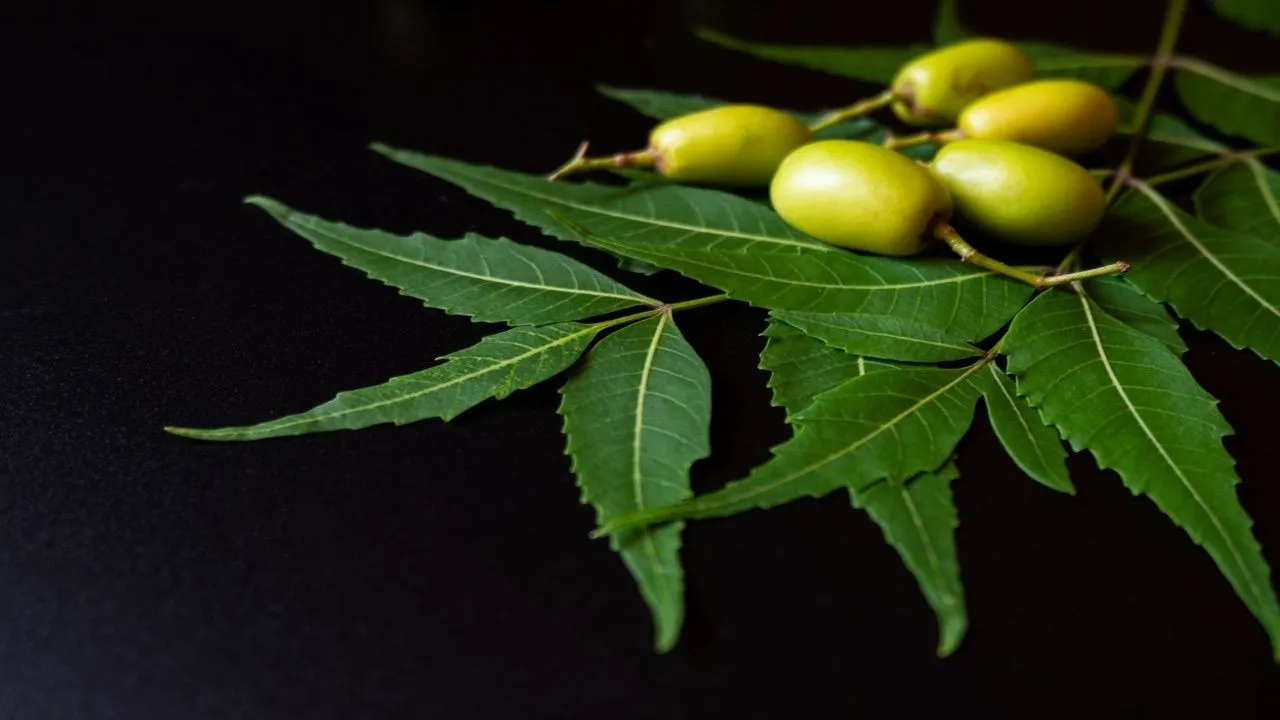 neemleaves10