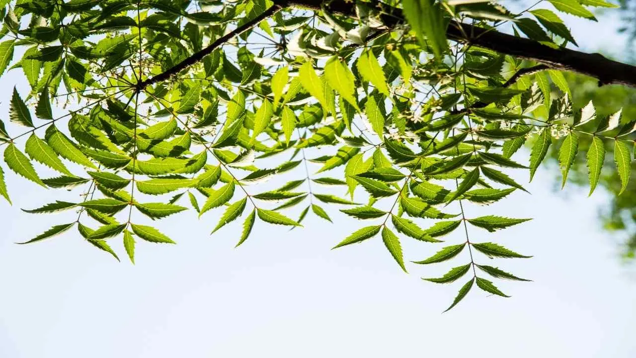 neemleaves2