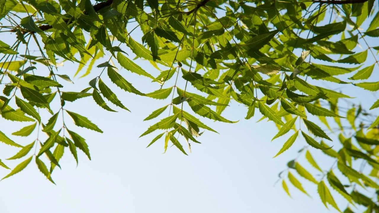 neemleaves4