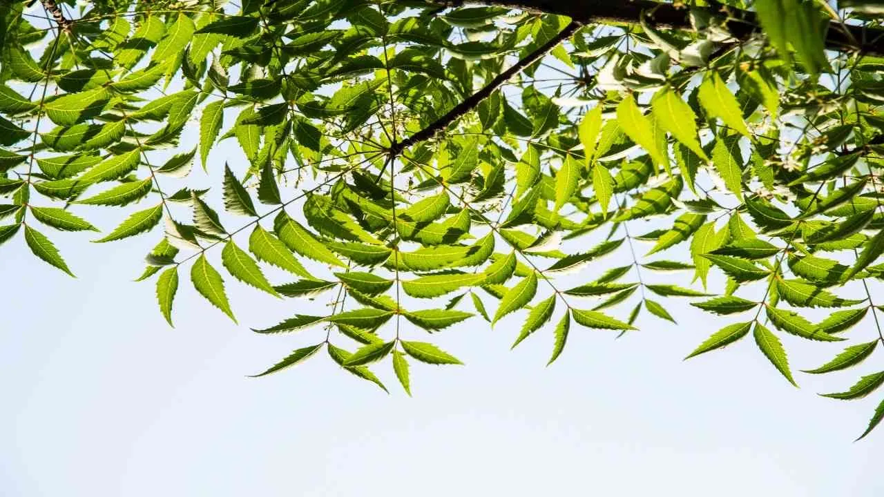 neemleaves5