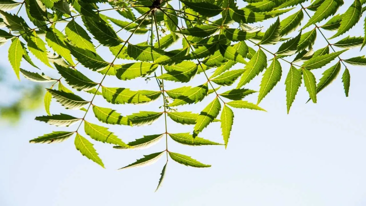 neemleaves8