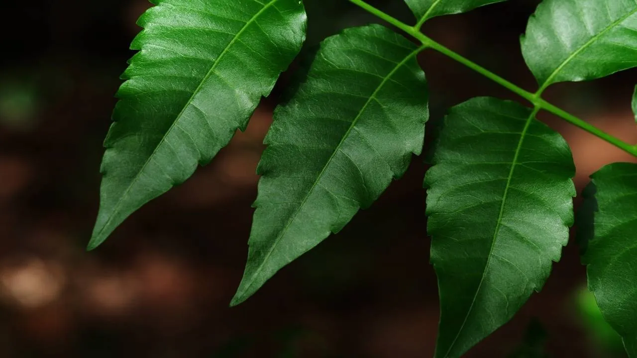 neemleaves9