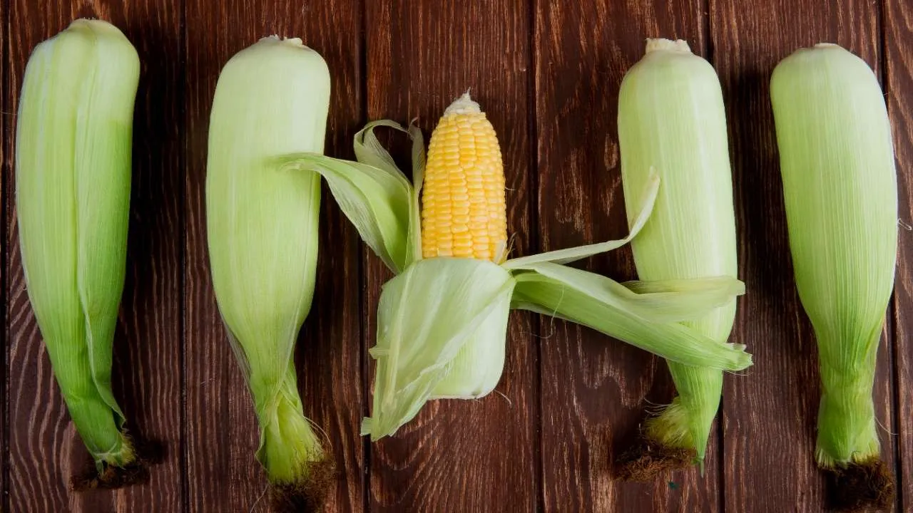 Corn