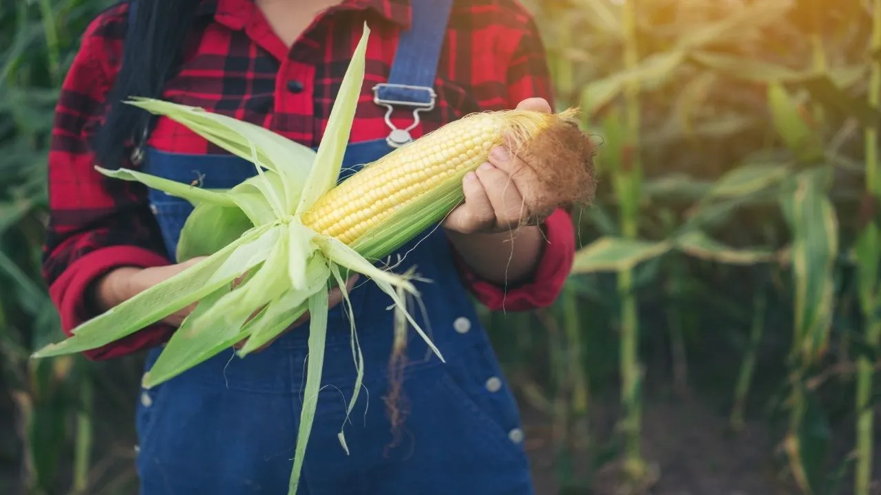 Corn