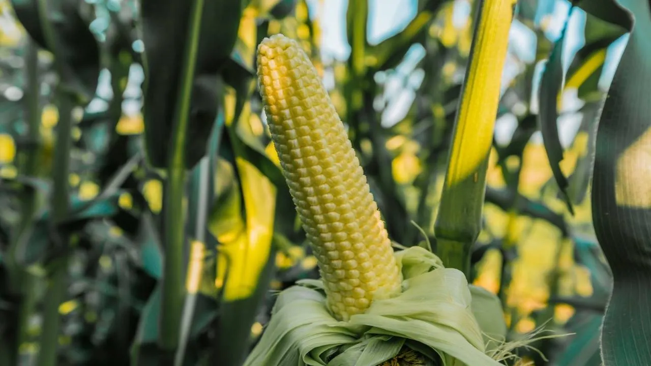 Corn