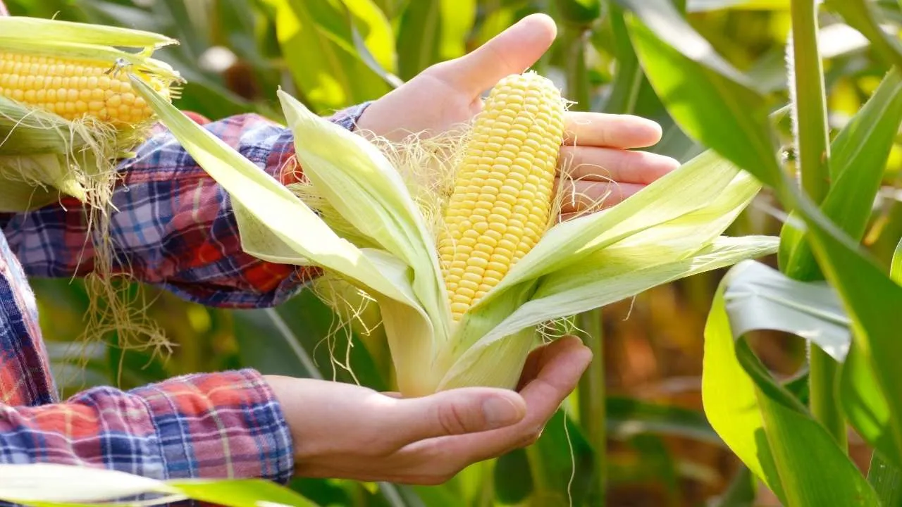 Corn
