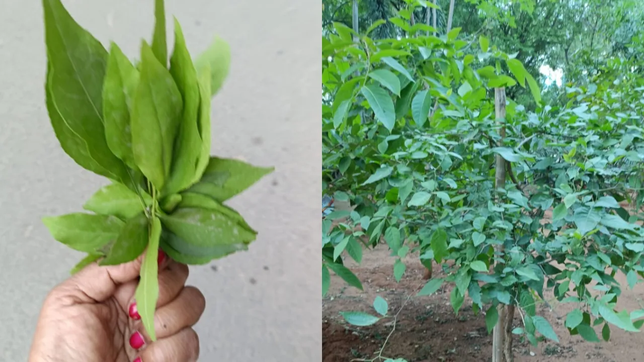 Bael Leaves
