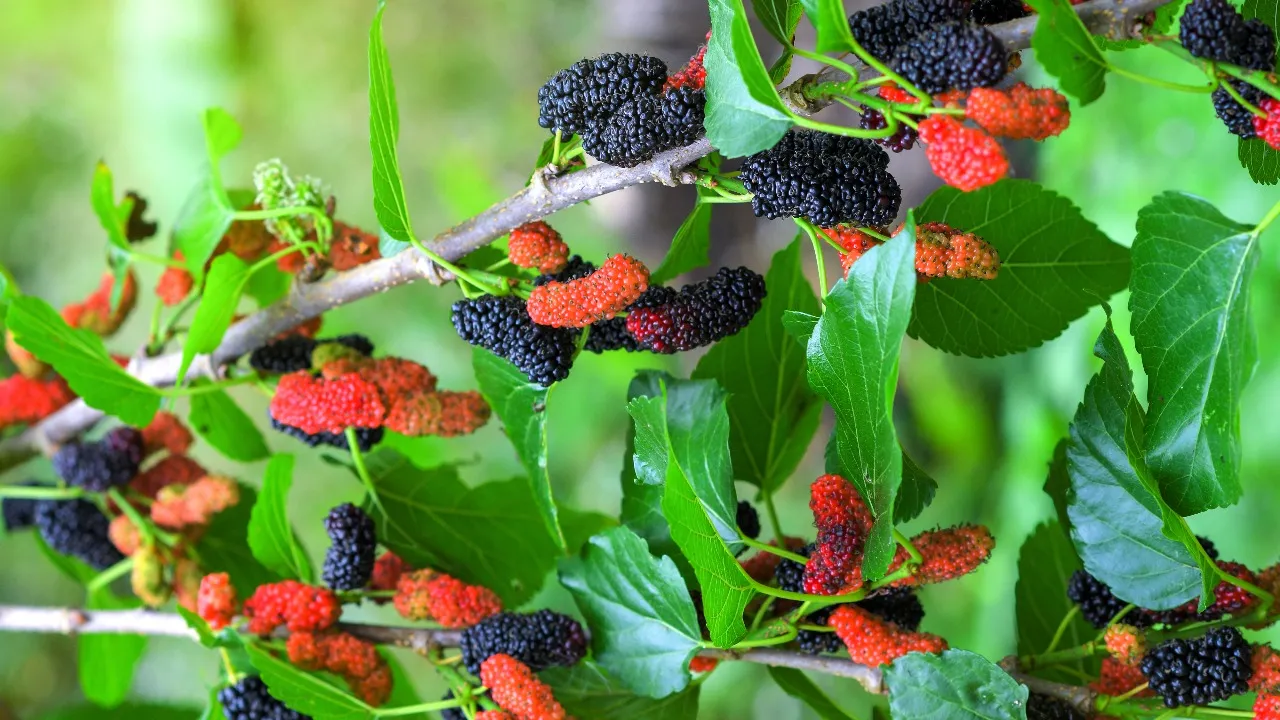 Mulberries