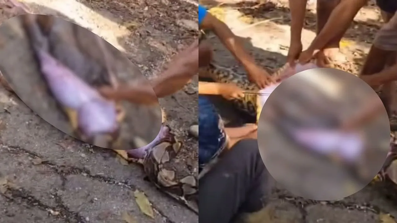 Missing Indonesian Farmer Found Dead Inside Stomach Of Giant 26 Foot Python