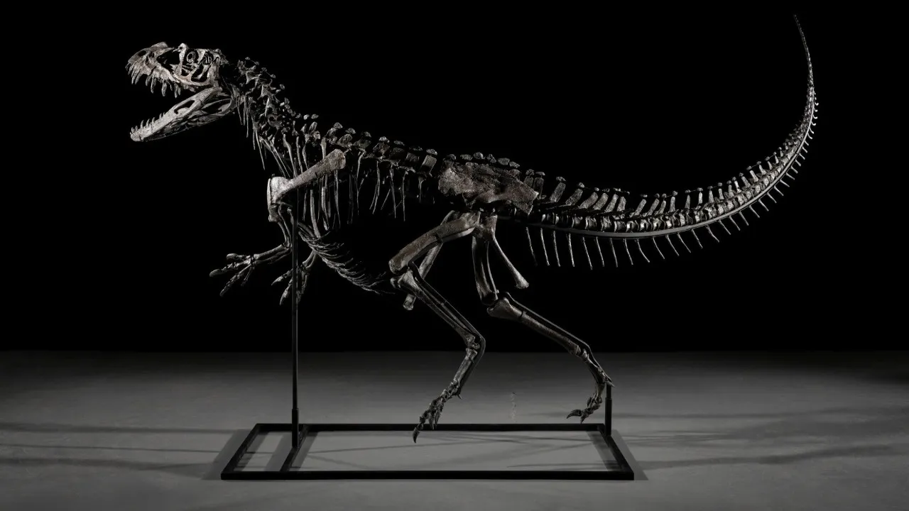 dinosaur fossil