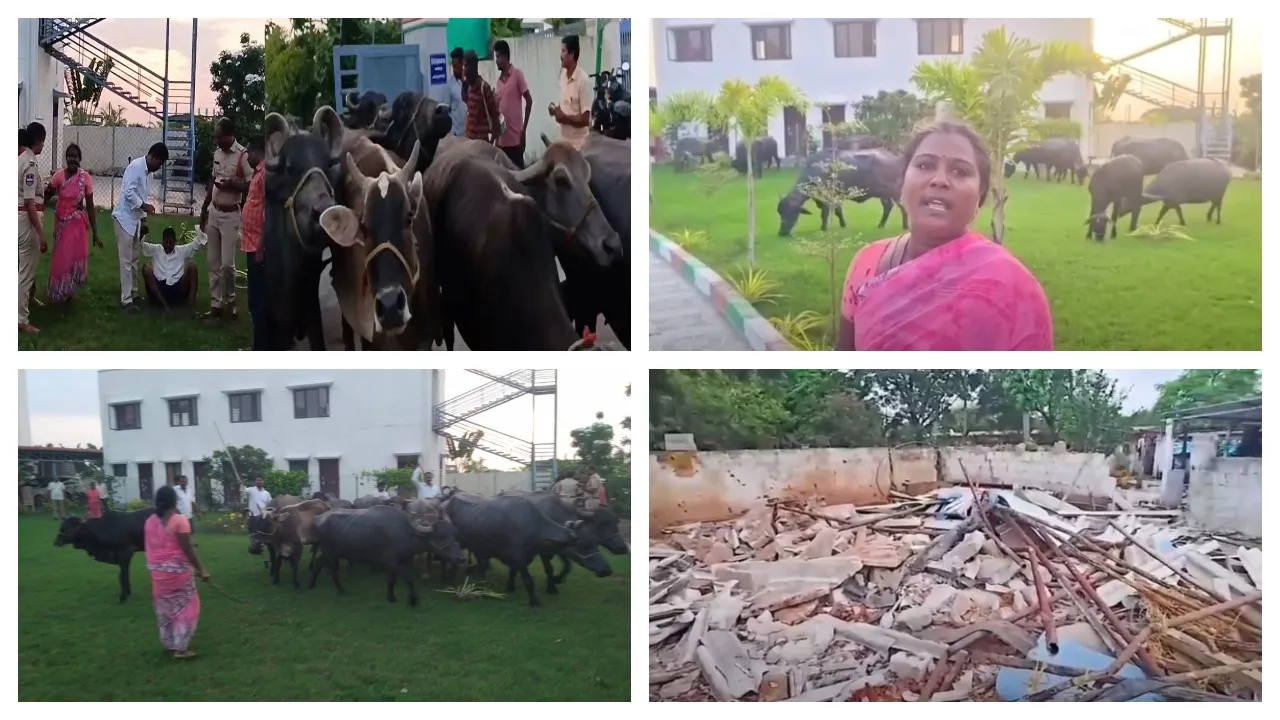 Couple Protest with Buffaloes at Bhupalapally MLA Office