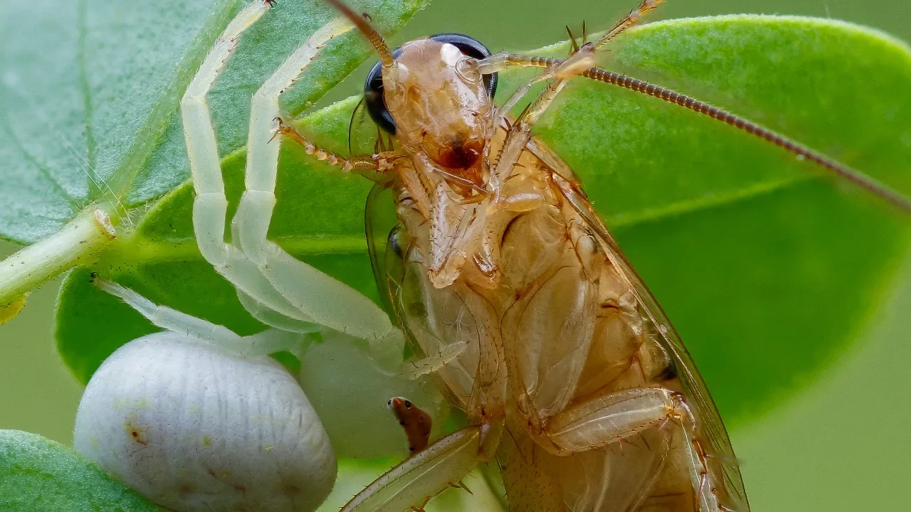 Cockroaches