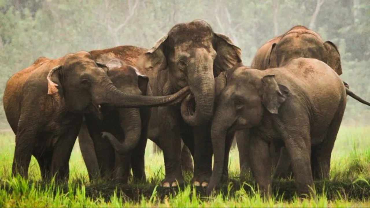 Elephant population
