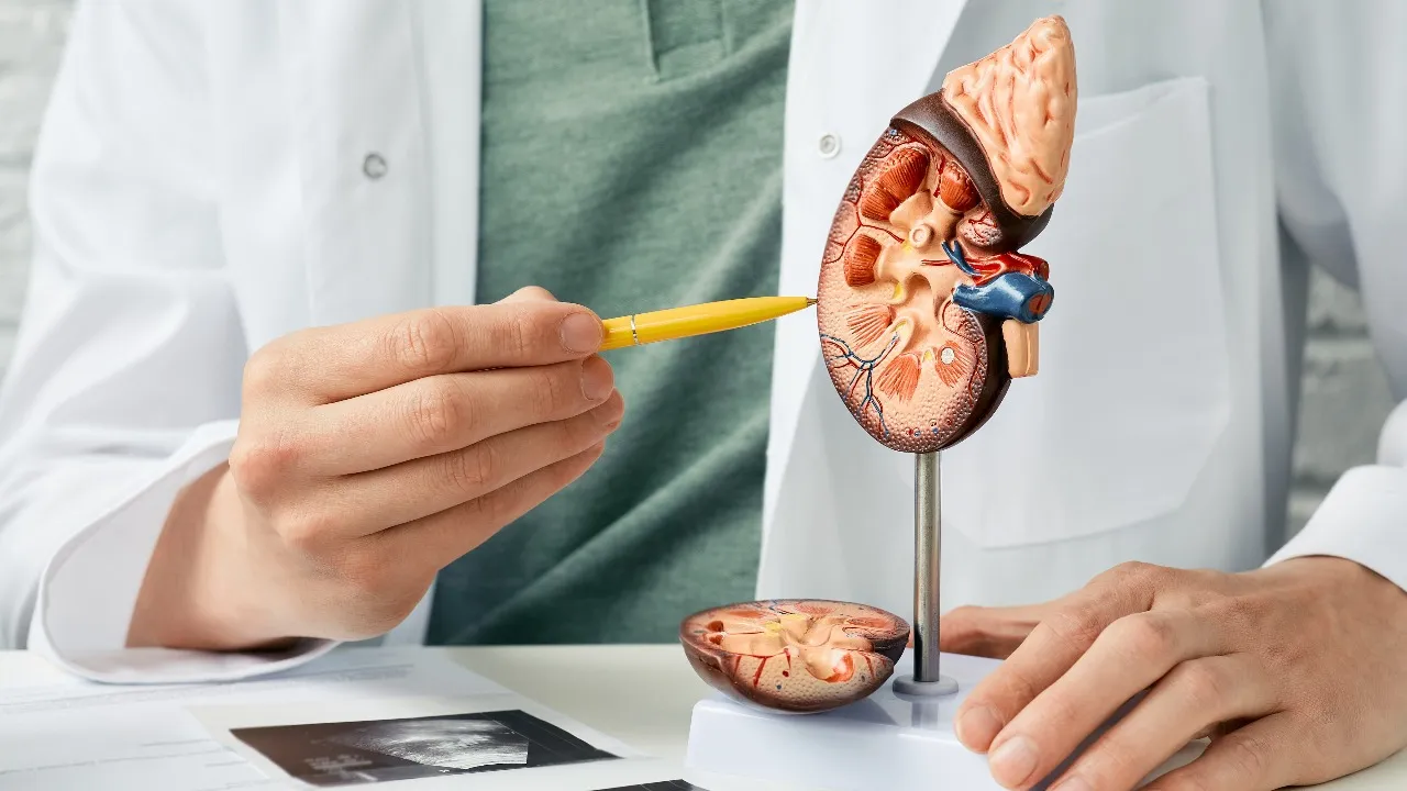 kidneys