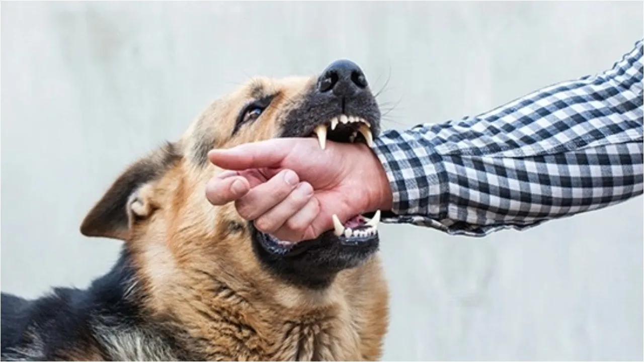 Dogs bites 14 people per hour in telangana