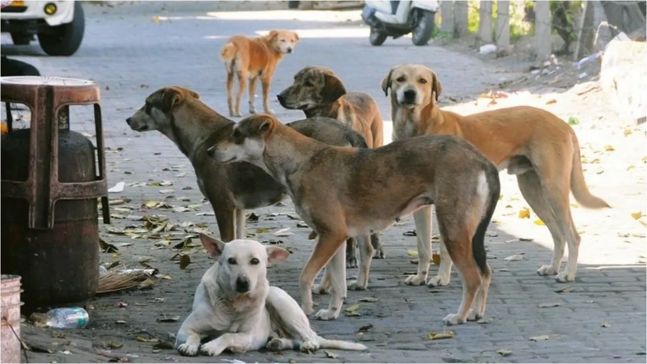 Stray Dogs